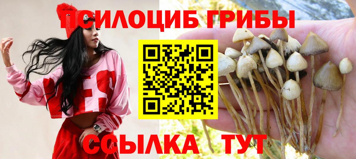 Урус-Мартан  Галлюциногенные грибы Psilocybe  Вход с VPN 